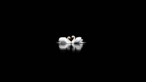 Two White Swans Dark Girly Wallpaper