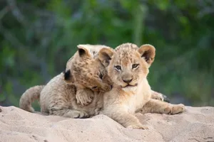 Two Wild Animal Cubs Wallpaper