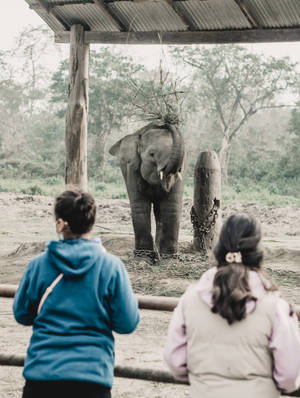 Two Women Watching Elephant Iphone Wallpaper