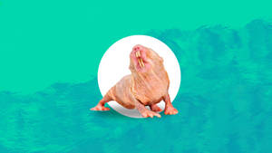 Ugly Naked Mole Rat Wallpaper