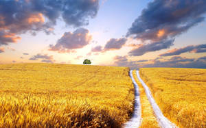 Ukraine Wheat Fields Wallpaper