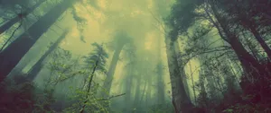 Ultrawide Forest Wallpaper