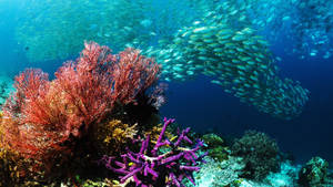 Underwater Corals And School Of Fish Wallpaper