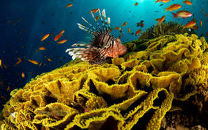 Underwater Lionfish On Yellow Reef Wallpaper