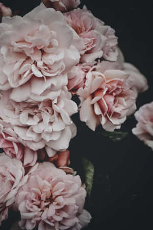 Unforgettable Beauty Found In Nature Wallpaper