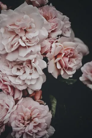 Unforgettable Beauty Found In Nature Wallpaper