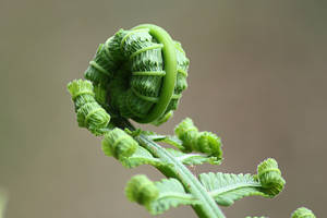 Unfurling Fern Plant Aesthetic Wallpaper