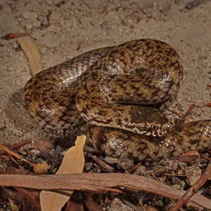Unique Colubrid Species - The Exotic And Intriguing Mud Snake Wallpaper