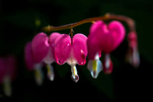 Uniquely Beautiful, Flowers With Black Contrast Natural Beauty With An Unexpected Darkness Wallpaper