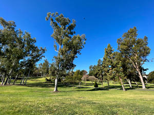 University Grounds With Eucalyptus Trees Wallpaper