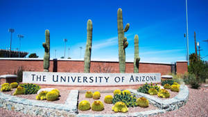University Of Arizona Four Cacti Wallpaper