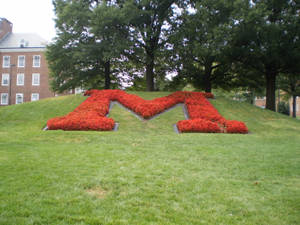 University Of Maryland Red Landscaped M Wallpaper