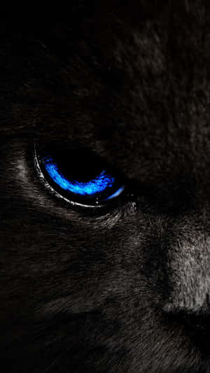 Unveiling The Mystique: Intense Blue Cat Eyes Wallpaper