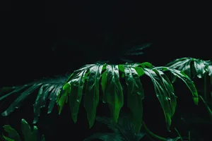 Unwind And Disconnect With A Peaceful Tree View Wallpaper