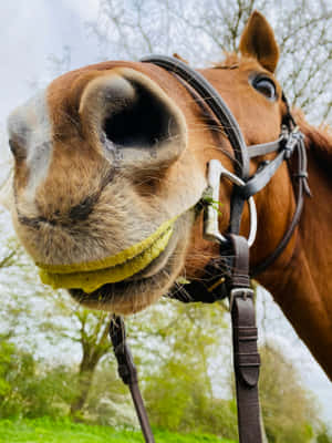 Up Close Smiling Horse Funny Face Wallpaper