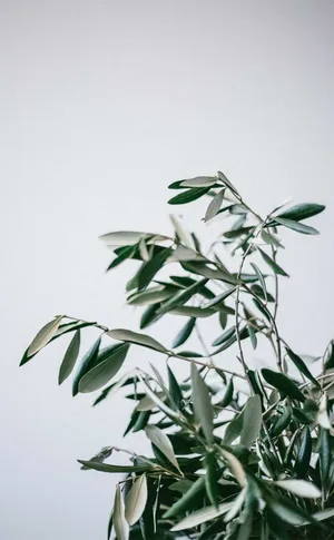 Upgrade To The Latest Iphone In The Elegant Olive Green Color Wallpaper