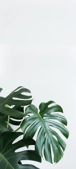 Upgrade Your Gadgets With A Unique Plant Phone Wallpaper