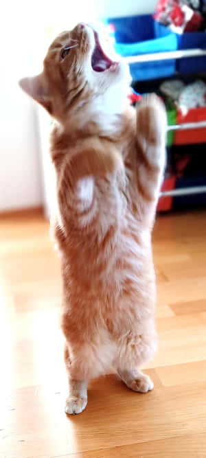 Upright Dancing Cat.jpg Wallpaper