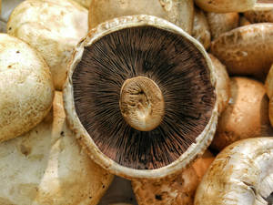 Upside Down Cute Mushroom On Mushroom Stack Wallpaper