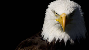 Us Eagle Headshot Wallpaper