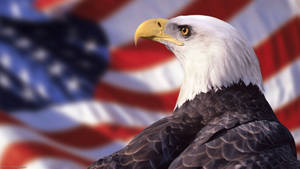 Us Eagle Symbol Wallpaper