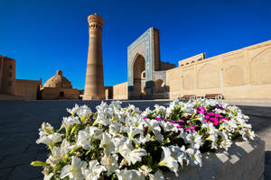 Uzbekistan Samarkand Flower Garden Wallpaper