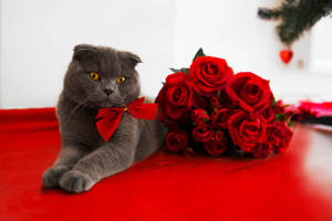 Valentine's Cat Roses Wallpaper
