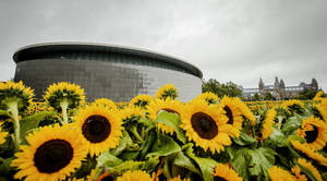 Van Gogh Museum Sunflower Field Wallpaper