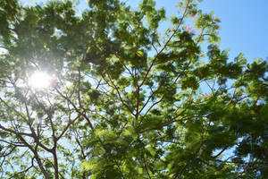 Vanuatu Blue Sky Green Tree Wallpaper