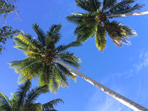 Vanuatu Coconut Trees Aore Island Wallpaper