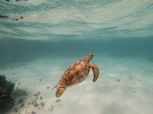 Vanuatu Ocean Turtle Wallpaper