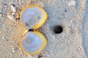 Vanuatu Yellow Clam Wallpaper