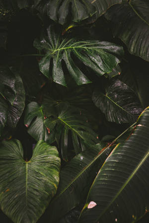Variety Dark Green Plants Wallpaper