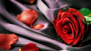Velvety_ Red_ Rose_4 K Wallpaper