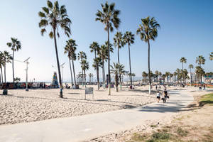 Venice Beach Pedestrian Path Trees Wallpaper