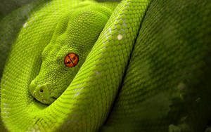 Venomous Red-eyed Green Snake Wallpaper