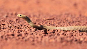 Venomous Taipan Snake Wallpaper