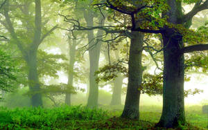 Verdant Foggy Forest Wallpaper