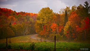 Vermont Fall Foliage Wallpaper