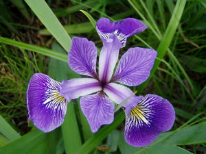 Versicolor Iris Flower Wallpaper