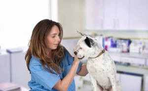 Veterinarian Treating American Bulldog Wallpaper