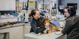 Veterinarians Treating Australian Shepherd Wallpaper