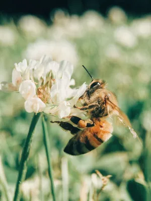 Vibrant Aesthetic Bee Pollinating On A Pink Flower Wallpaper