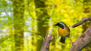 Vibrant_ Bird_ Amidst_ Spring_ Foliage_4 K_ U H D Wallpaper