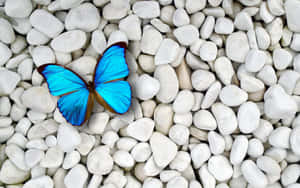 Vibrant_ Blue_ Butterfly_on_ White_ Pebbles.jpg Wallpaper