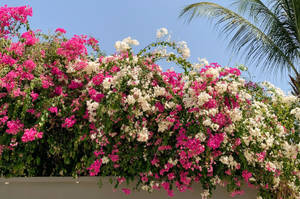 Vibrant Bougainvillea Blooms Against Clear Sky Wallpaper
