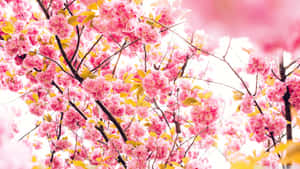 Vibrant Cherry Blossoms Backdrop Wallpaper