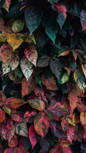 Vibrant Colored Leaf Wallpaper