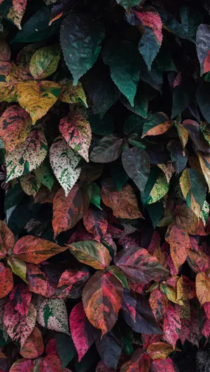 Vibrant Colored Leaf Wallpaper