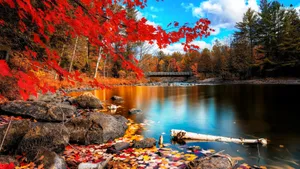 Colorful Autumn Landscape With Lake And Forest Scene Photo